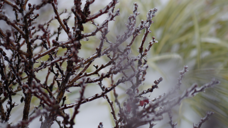 Illustration for article titled Some Quick Snow Shots